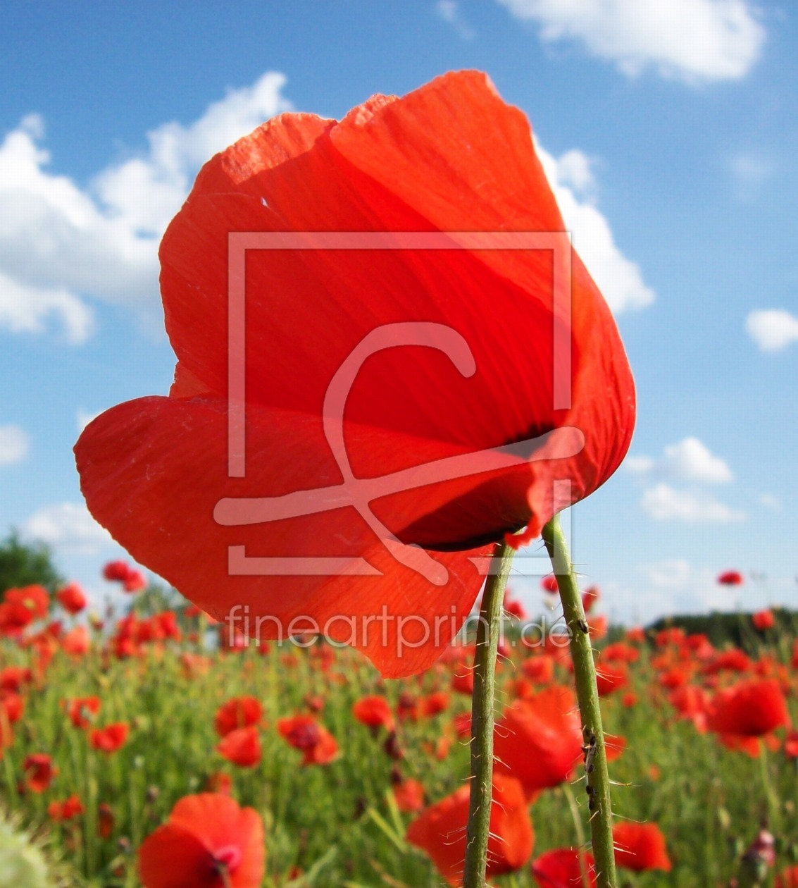 Bild-Nr.: 9683450 Red Poppy erstellt von Marion227