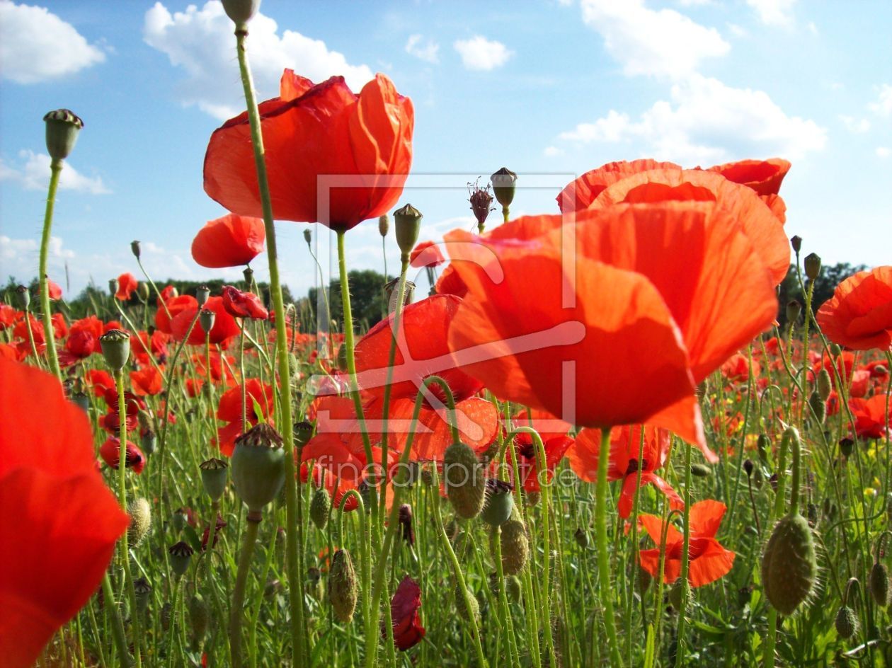 Bild-Nr.: 9683482 Roter Mohn erstellt von Marion227