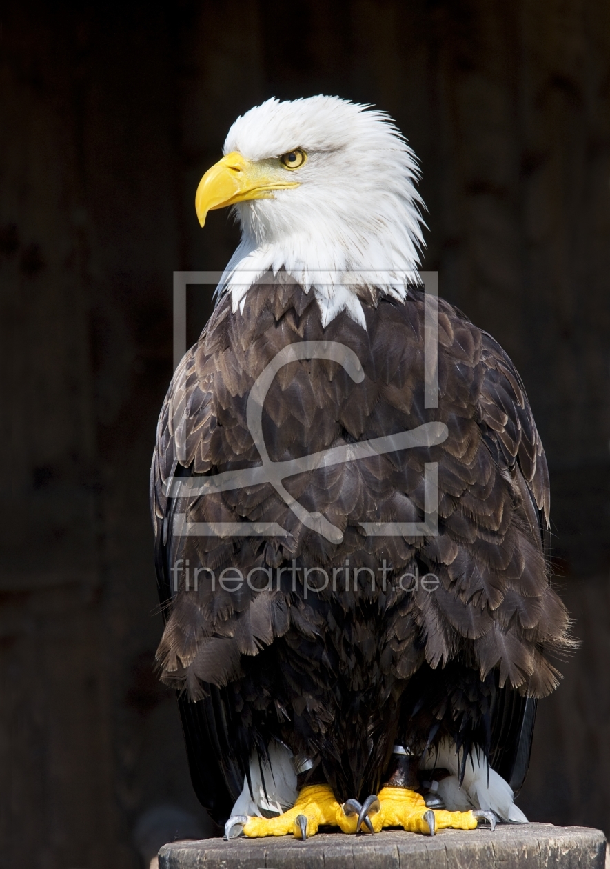Bild-Nr.: 9683506 Weißkopfseeadler erstellt von WorldOfArt