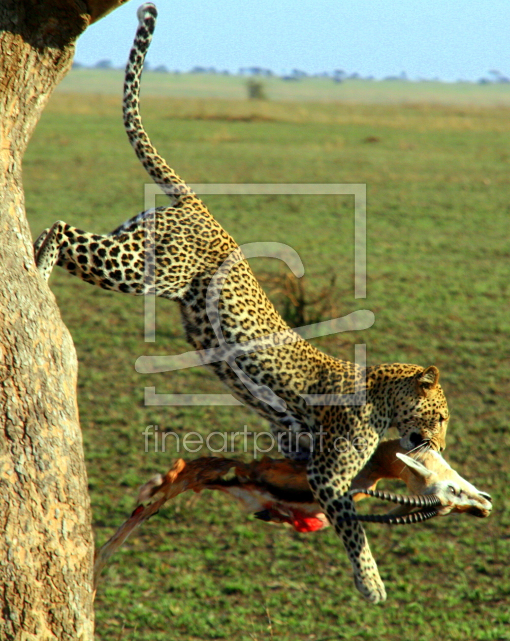 Bild-Nr.: 9685752 Leopardin in der Serengeti erstellt von OliverSchaefers