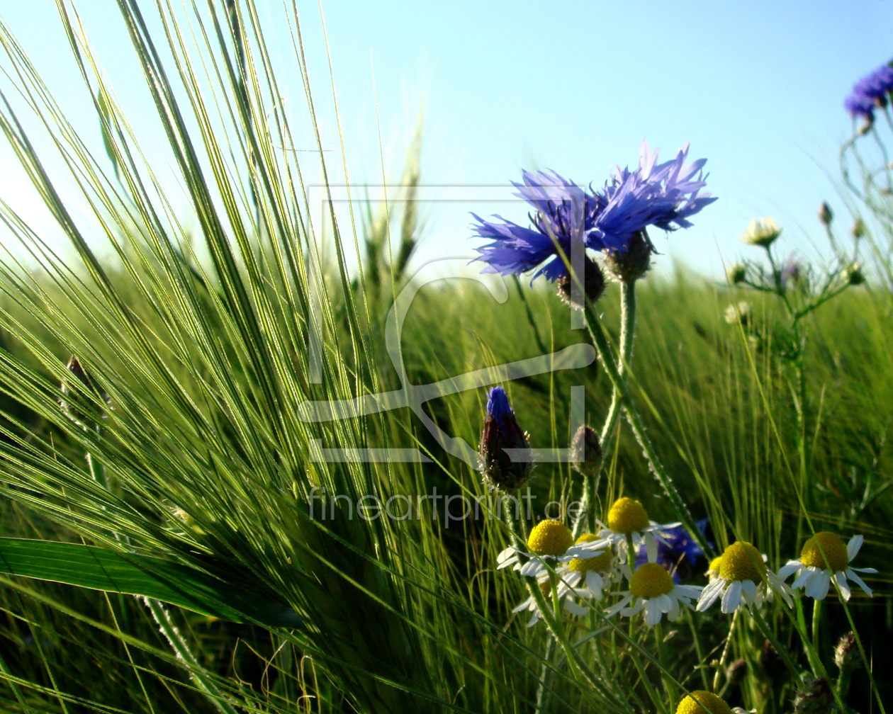 Bild-Nr.: 9689948 Feldblumen erstellt von yammay