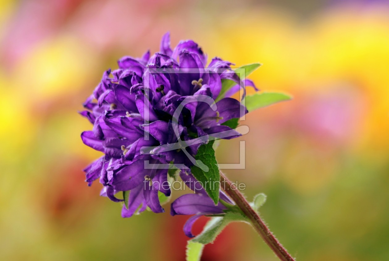 Bild-Nr.: 9690430 Knäuelglockenblume Campanula glomerata erstellt von Renate Knapp