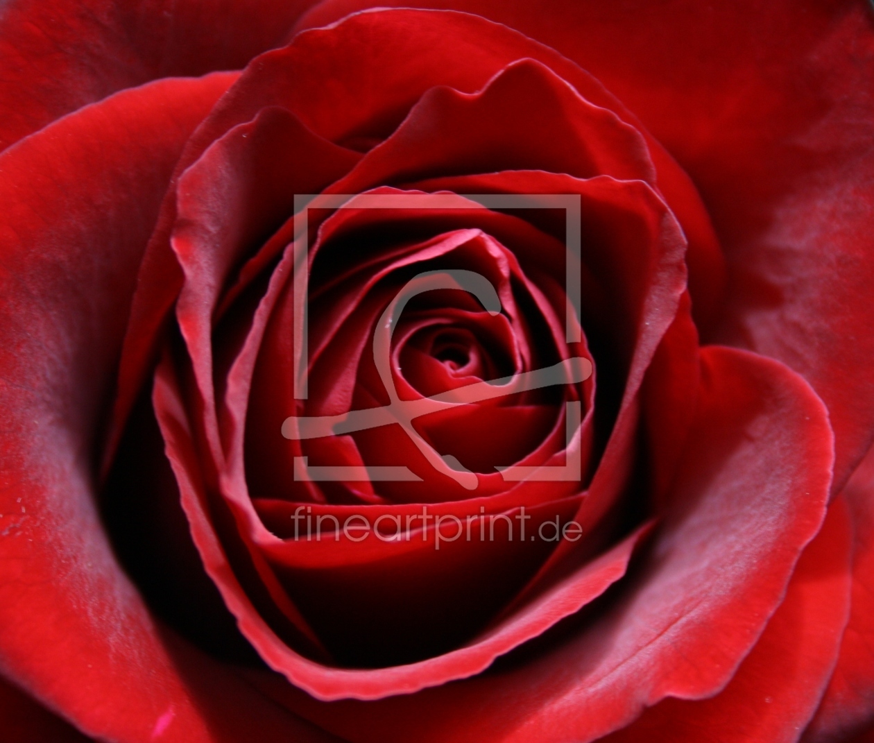 Bild-Nr.: 9691504 rosenrot erstellt von Amazone54