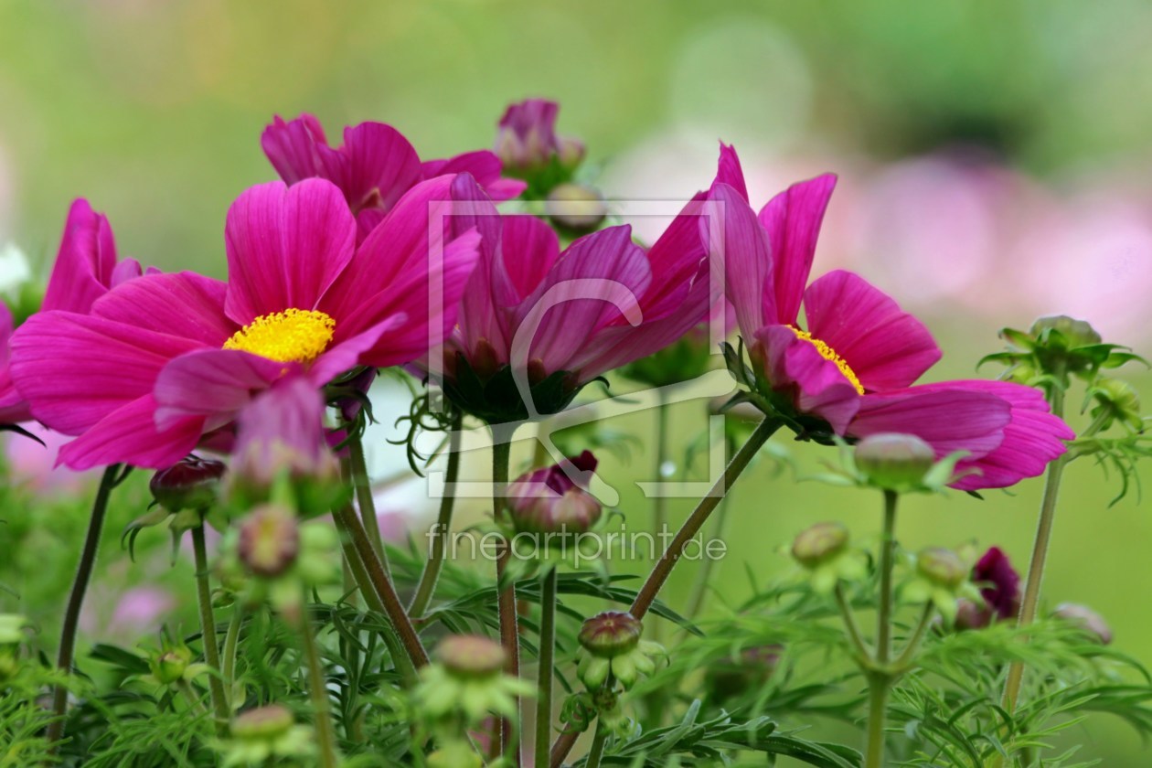 Bild-Nr.: 9693426 Sommerwiese erstellt von Renate Knapp