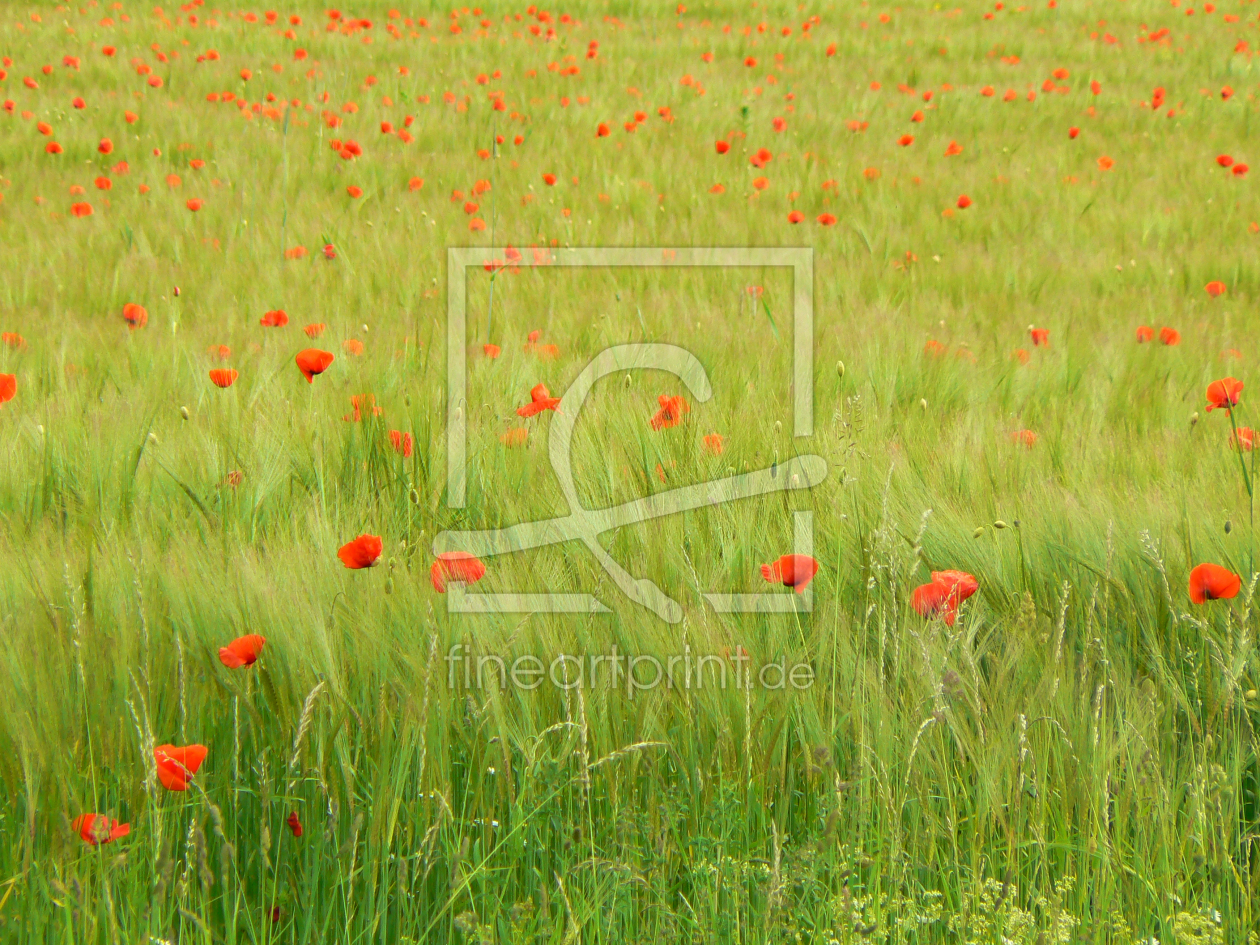 Bild-Nr.: 9693758 Mohn erstellt von DerScheinriese