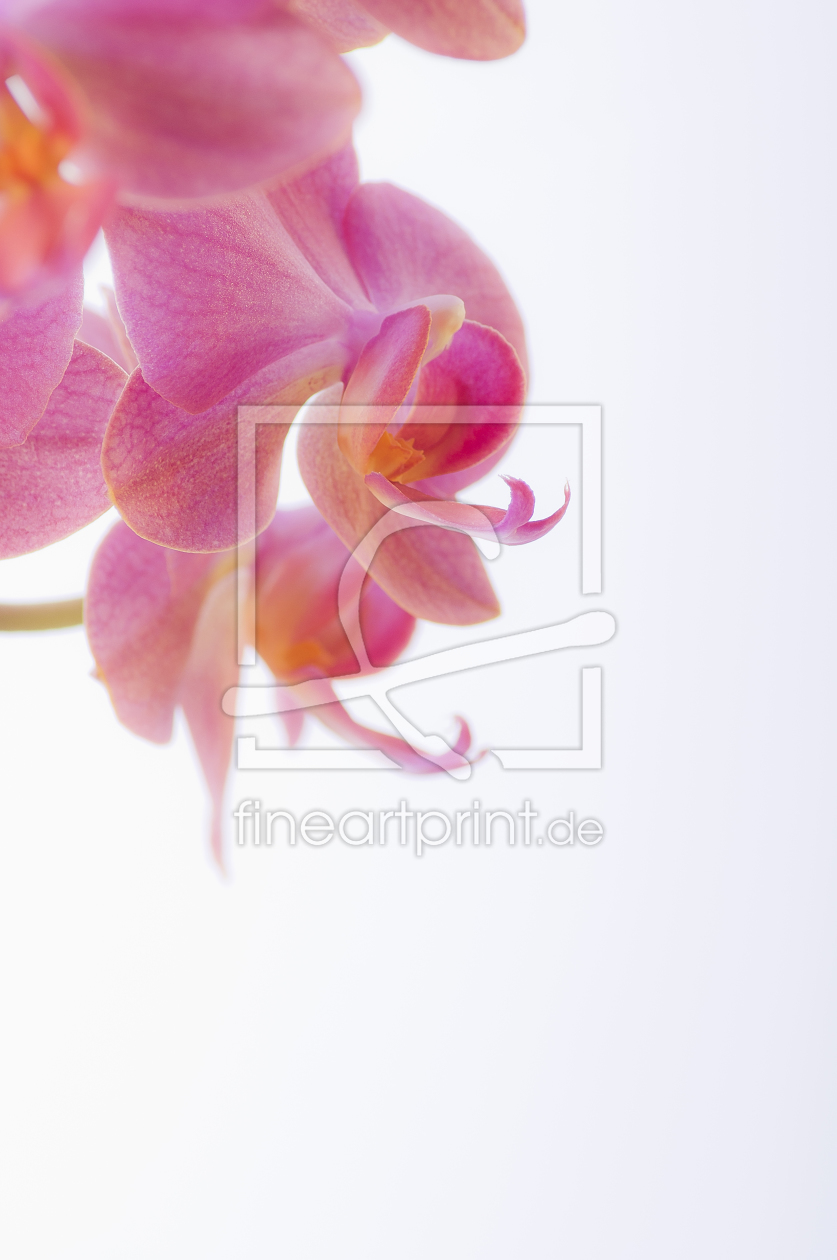 Bild-Nr.: 9695716 Orchidee erstellt von Macrolia
