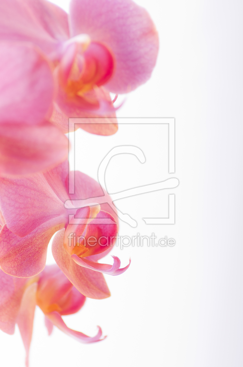 Bild-Nr.: 9695726 Orchidee erstellt von Macrolia