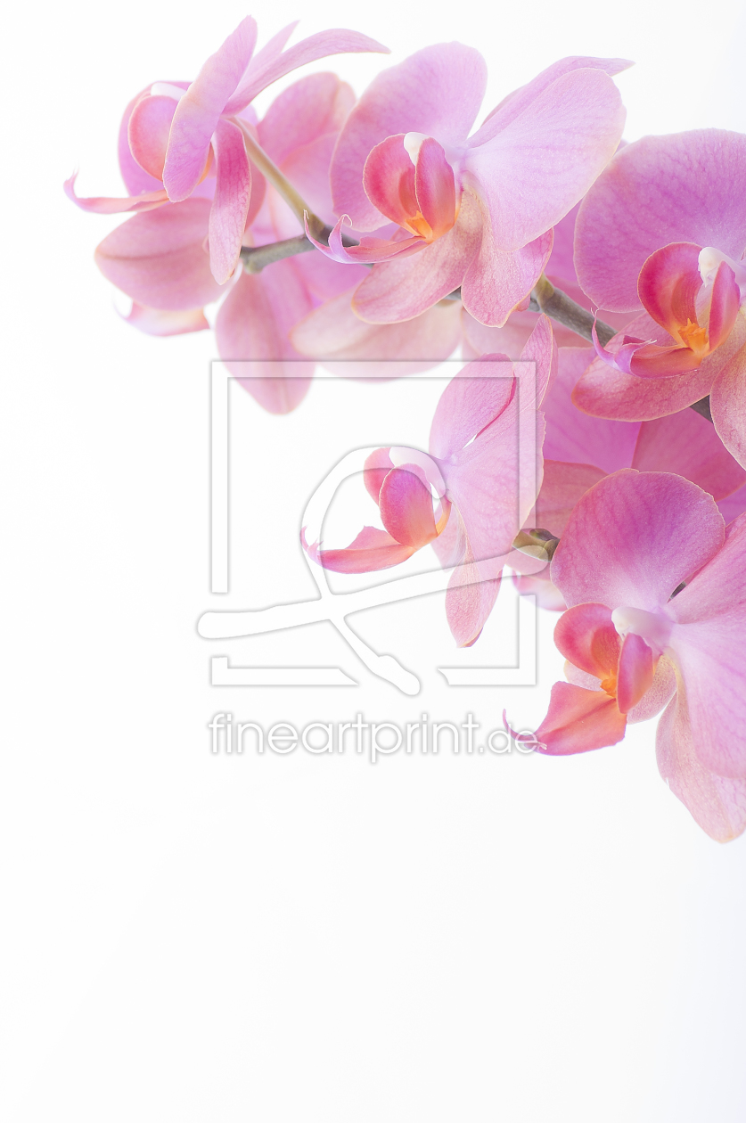 Bild-Nr.: 9695748 Orchidee erstellt von Macrolia
