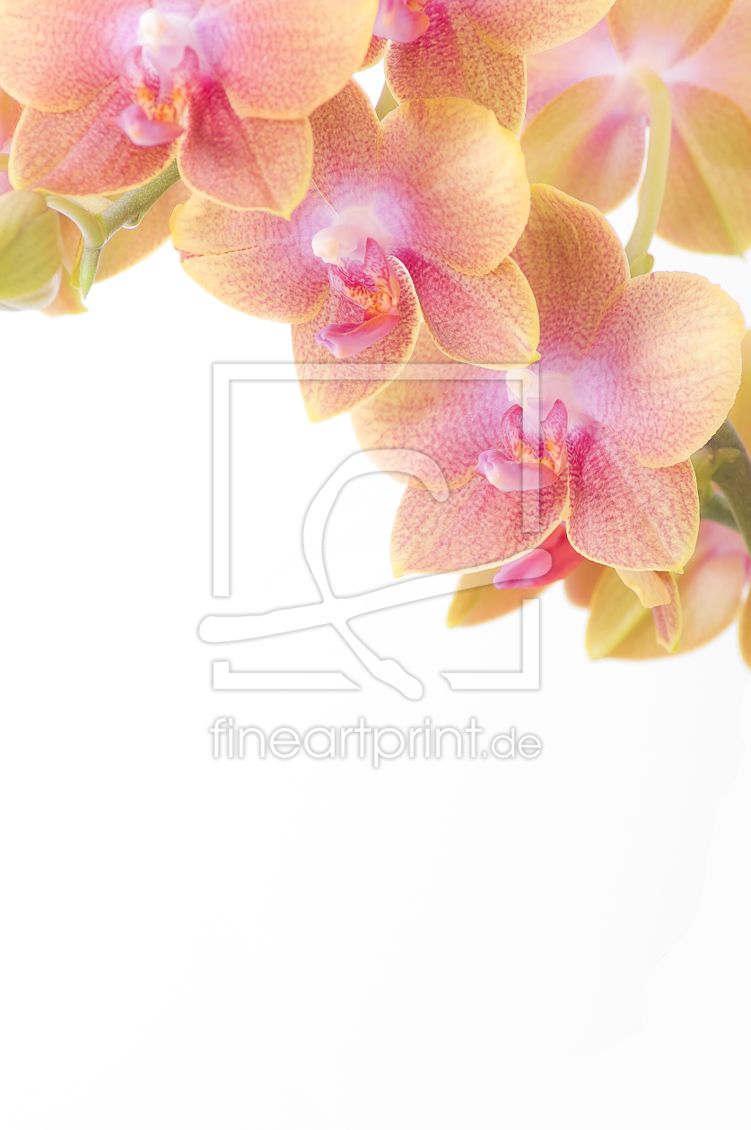 Bild-Nr.: 9695758 Orchidee erstellt von Macrolia