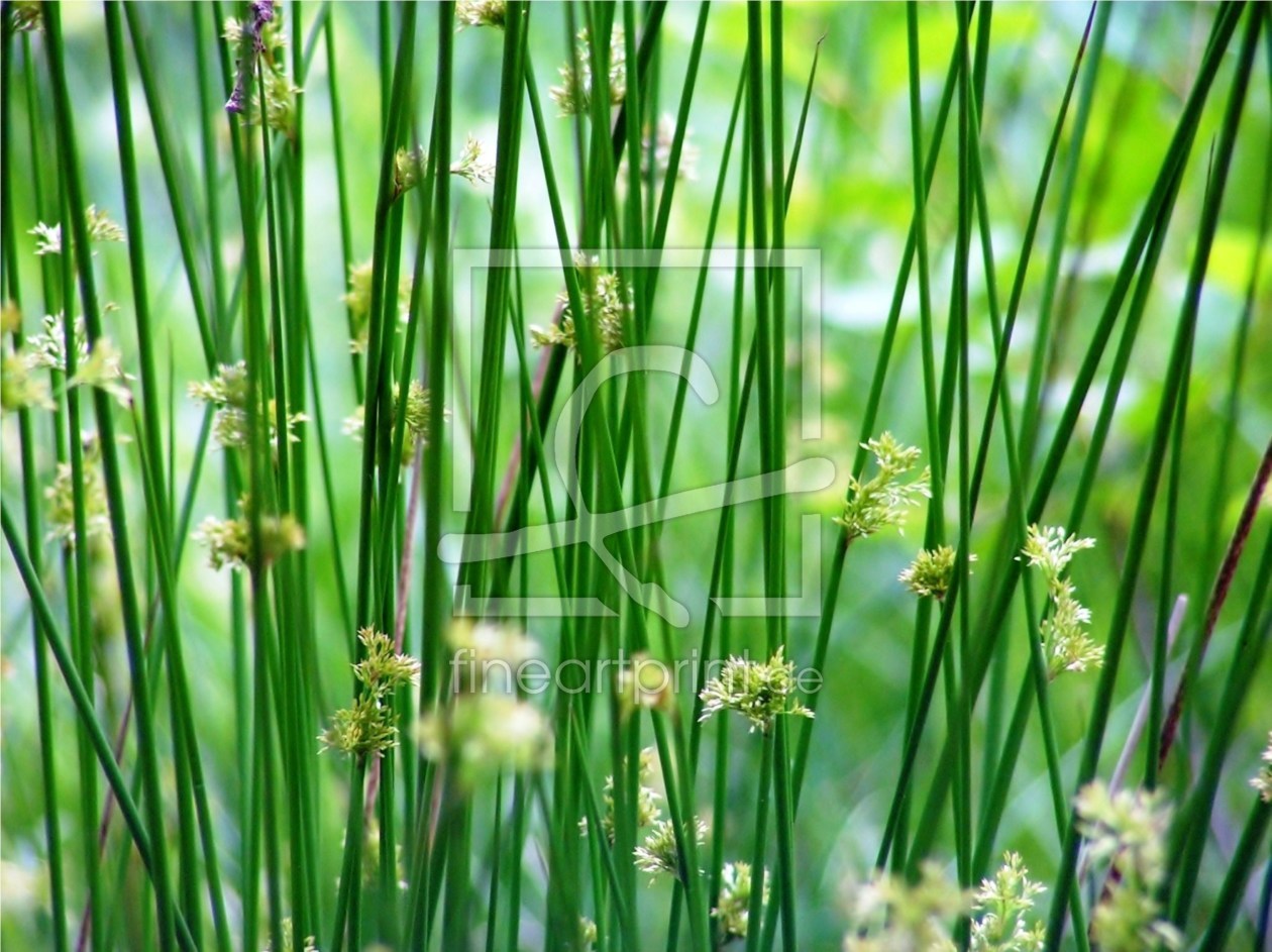 Bild-Nr.: 9696420 Flatter-Binse Juncus effusus erstellt von Renate Knapp