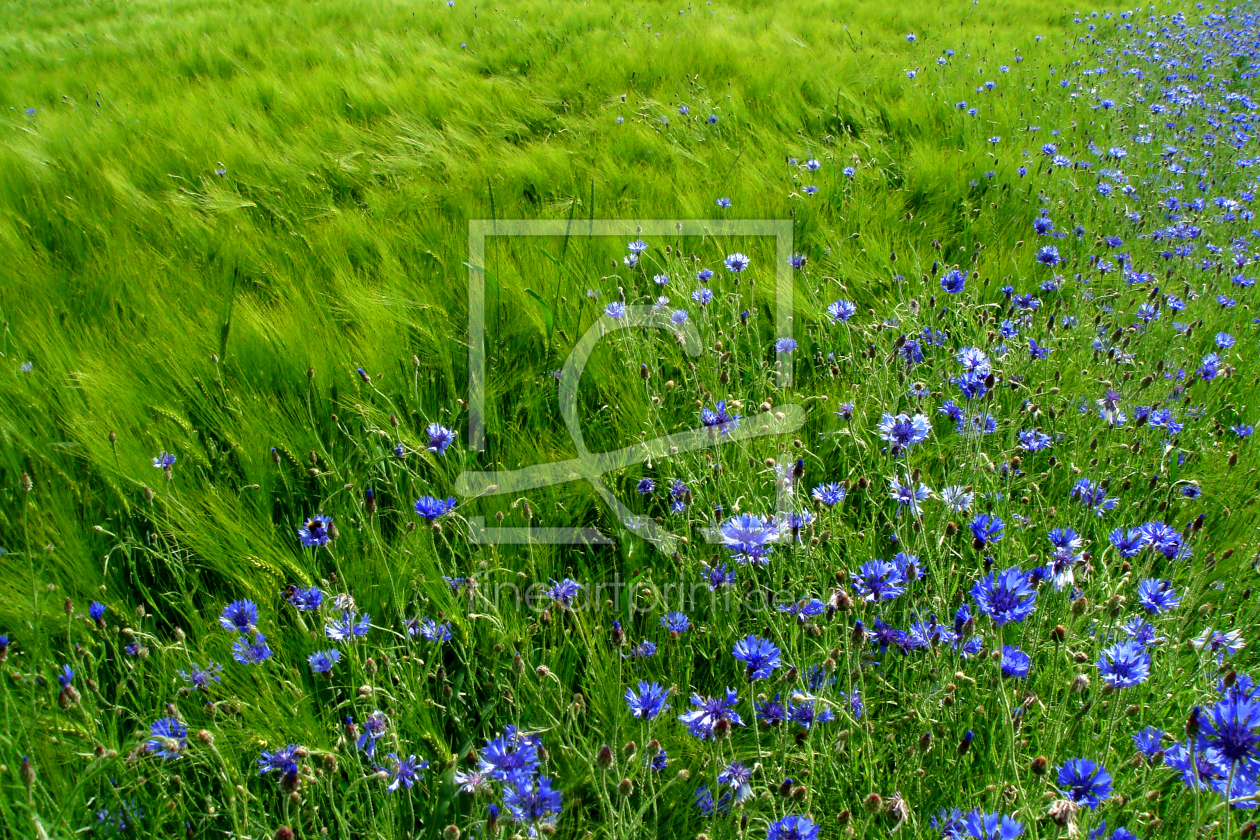 Bild-Nr.: 9696620 Kornblumenfeld Bild-Nr.: 9696620 Kornblumenfeld erstellt von yammay