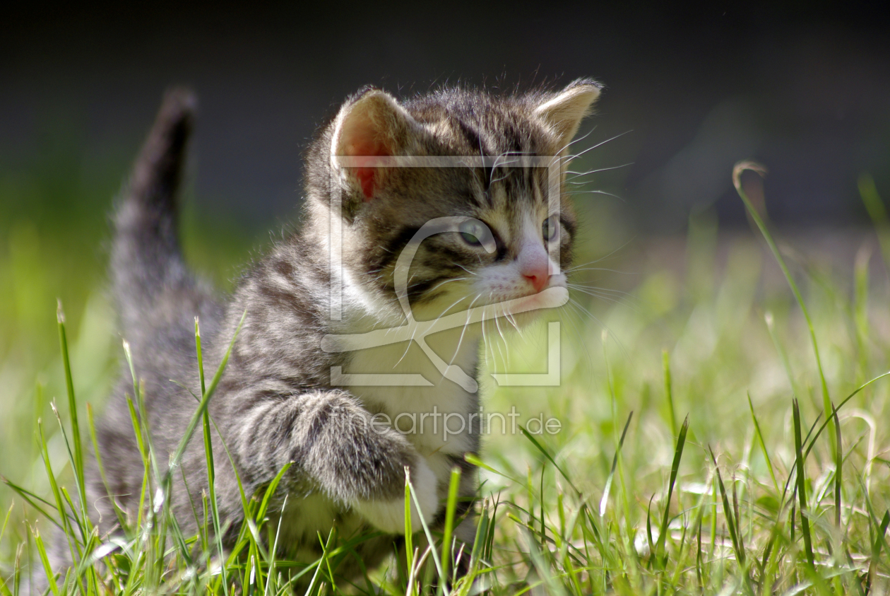 Bild-Nr.: 9697104 HEUTE IM GARTEN ;-) erstellt von WildlifePhotography