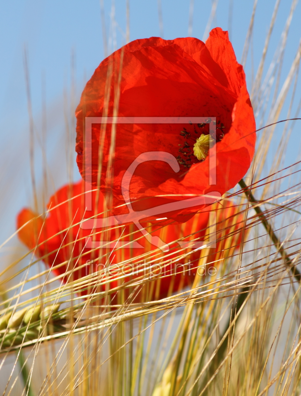 Bild-Nr.: 9697944 Mohn im Morgenlicht II erstellt von Uwe Fuchs