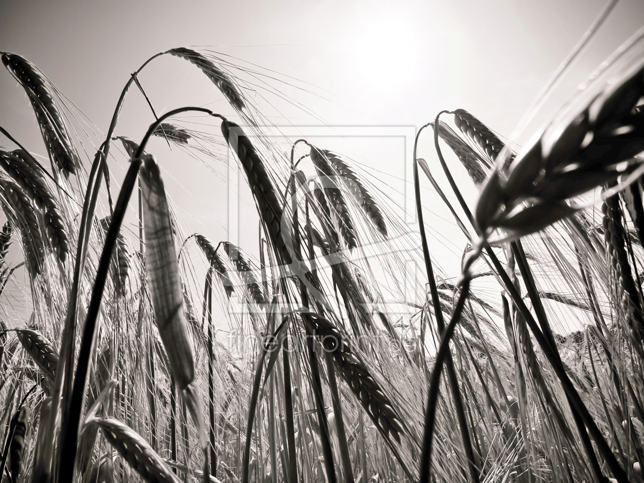 Bild-Nr.: 9698962 Cornfield erstellt von Galerie-Fotoeffekt