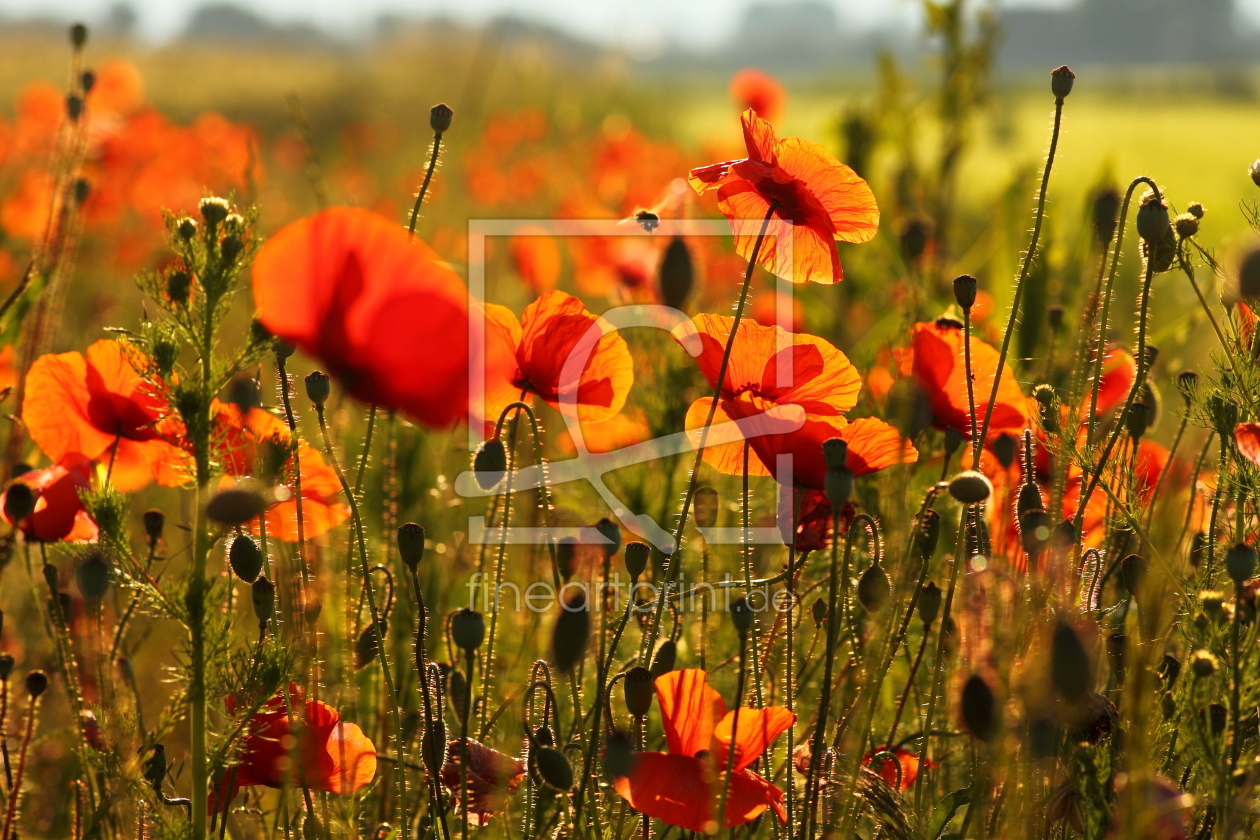 Bild-Nr.: 9700060 Mohn im Morgenlicht III erstellt von Uwe Fuchs