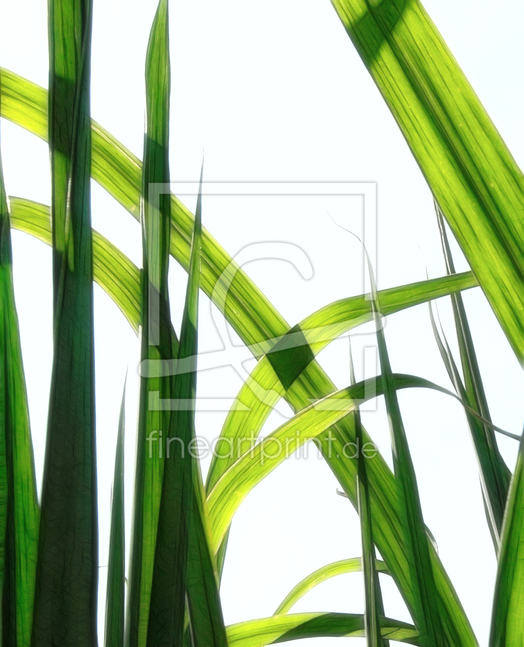 Bild-Nr.: 9701022 Reed Green - 2 erstellt von Galerie-Fotoeffekt