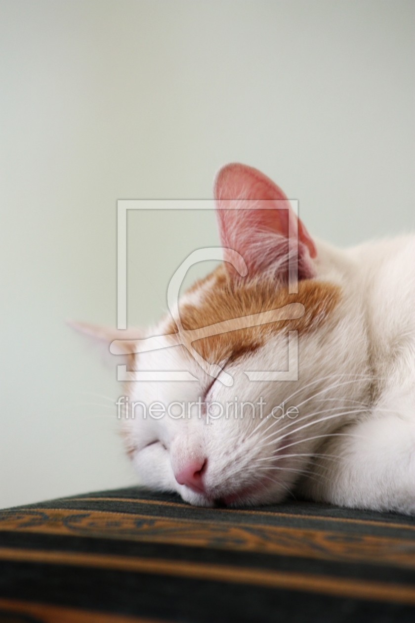 Bild-Nr.: 9702590 chilling cat erstellt von Bettina Schnittert