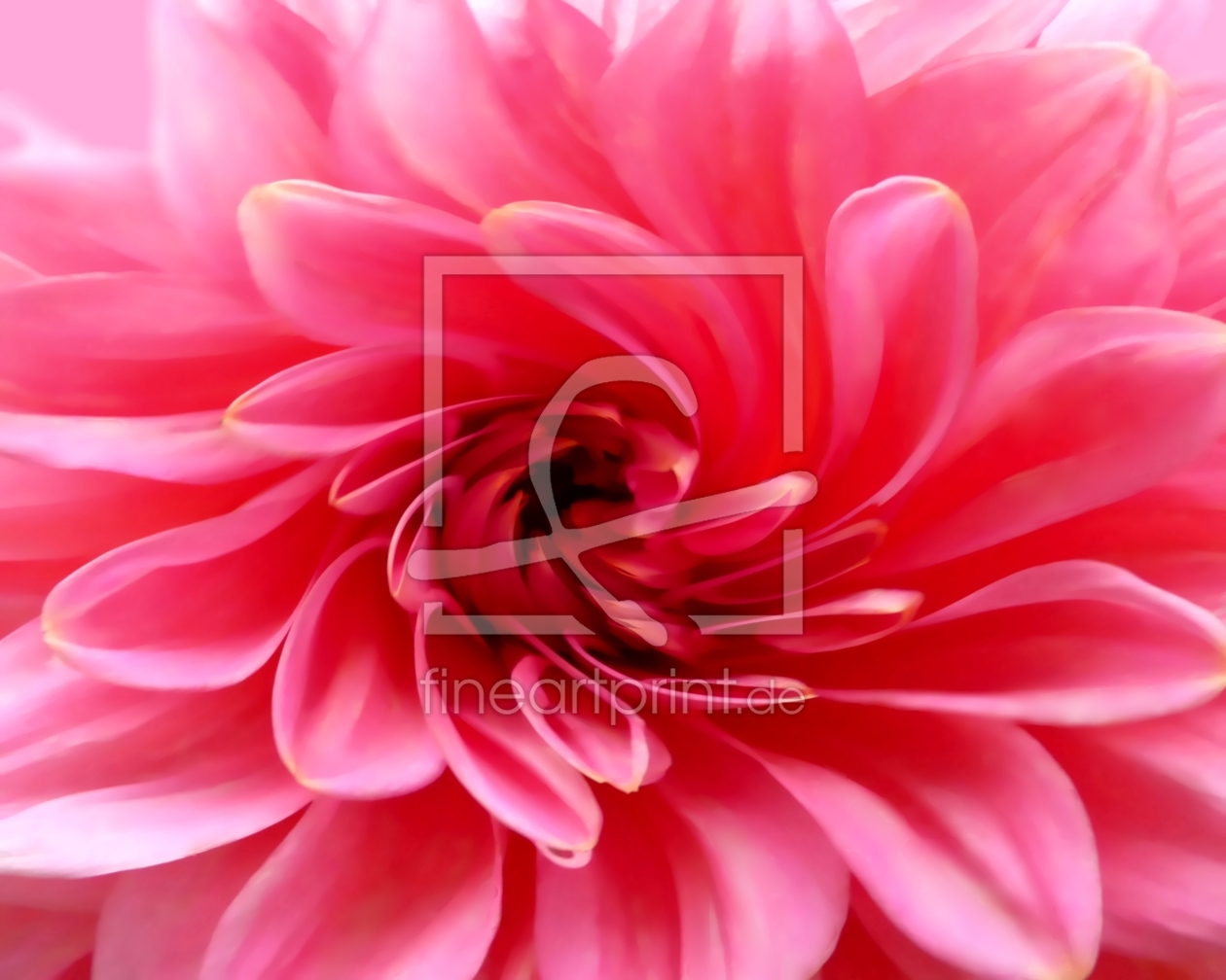 Bild-Nr.: 9702980 Dahlia erstellt von youhaveadream