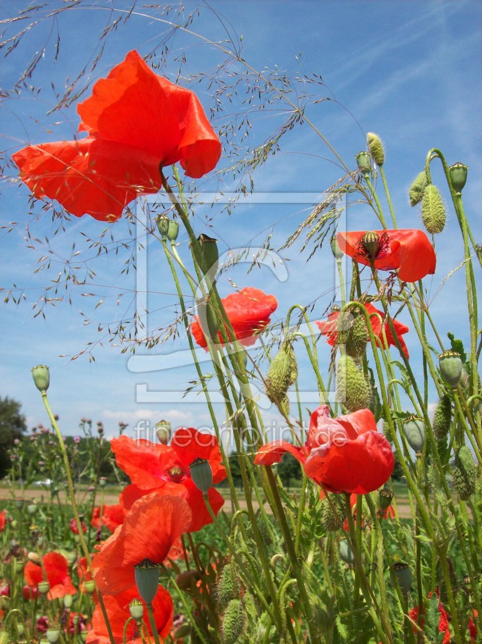 Bild-Nr.: 9704216 Blüten im Wind erstellt von Marion227