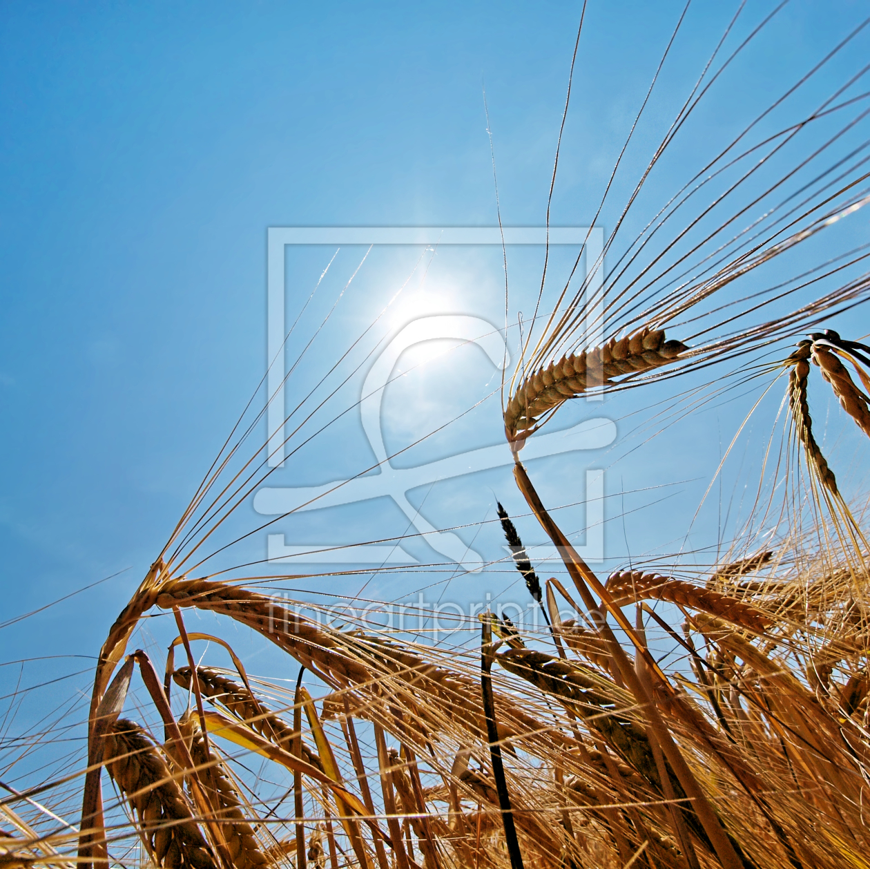 Bild-Nr.: 9705582 Kornfeld erstellt von Galerie-Fotoeffekt