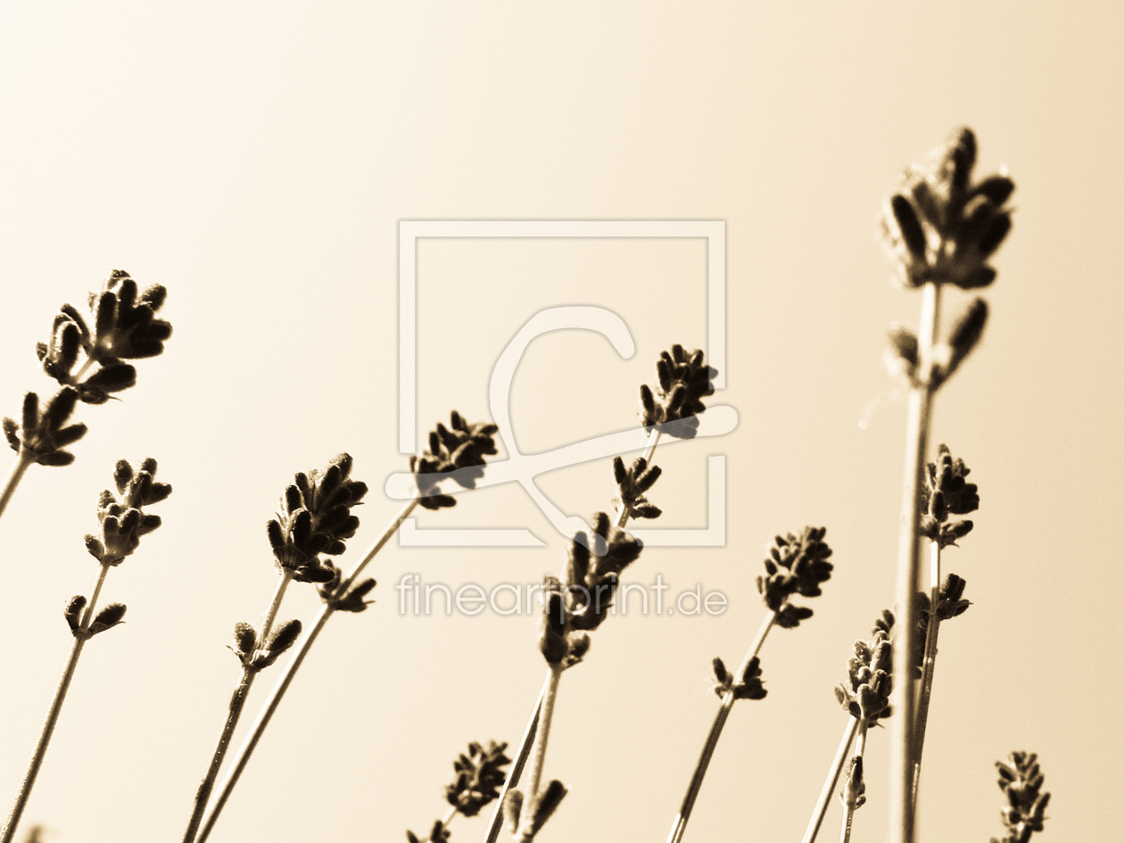 Bild-Nr.: 9705810 Lavendel erstellt von Galerie-Fotoeffekt