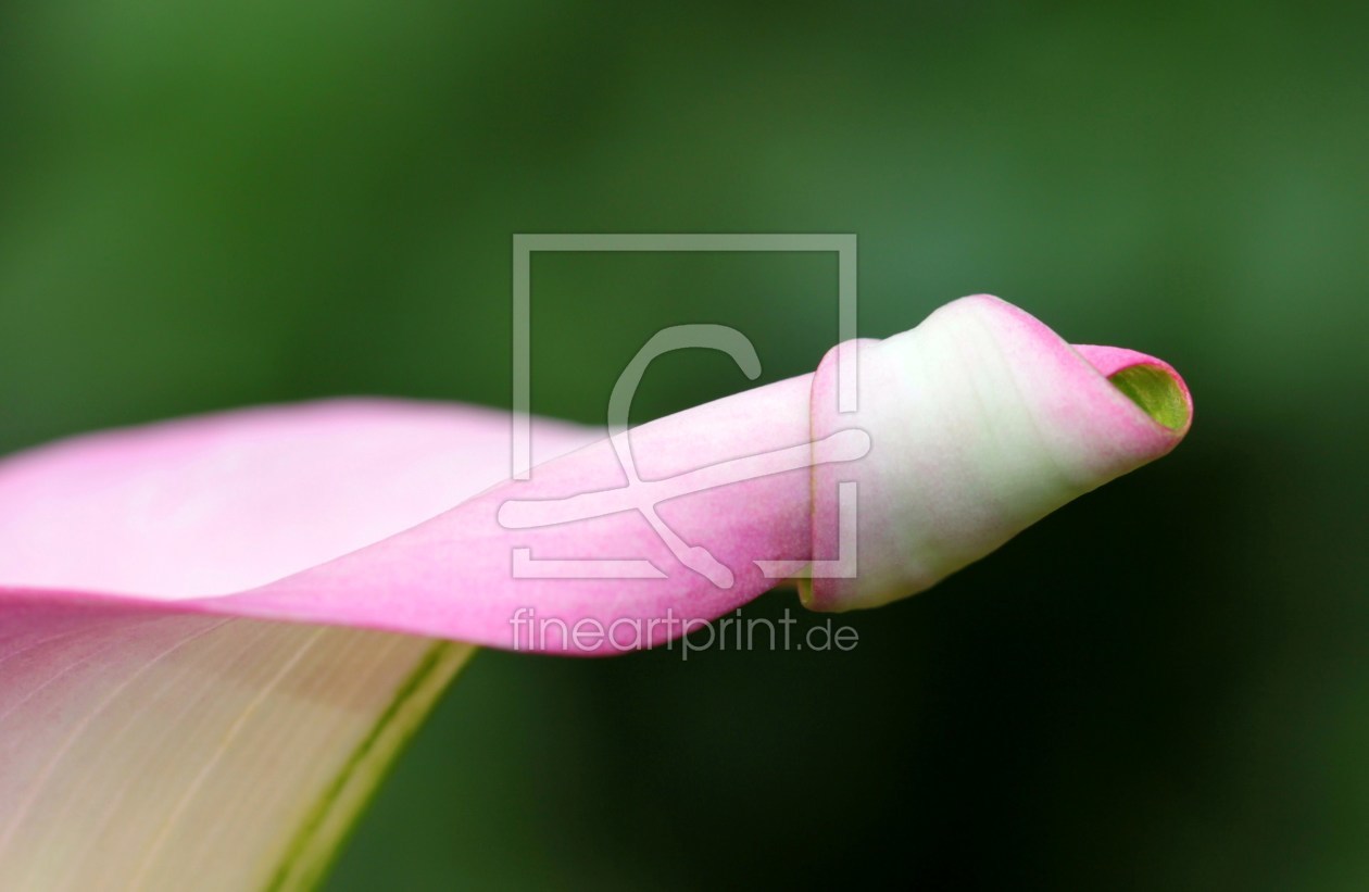 Bild-Nr.: 9706260 Die außergewöhnliche Calla erstellt von Renate Knapp