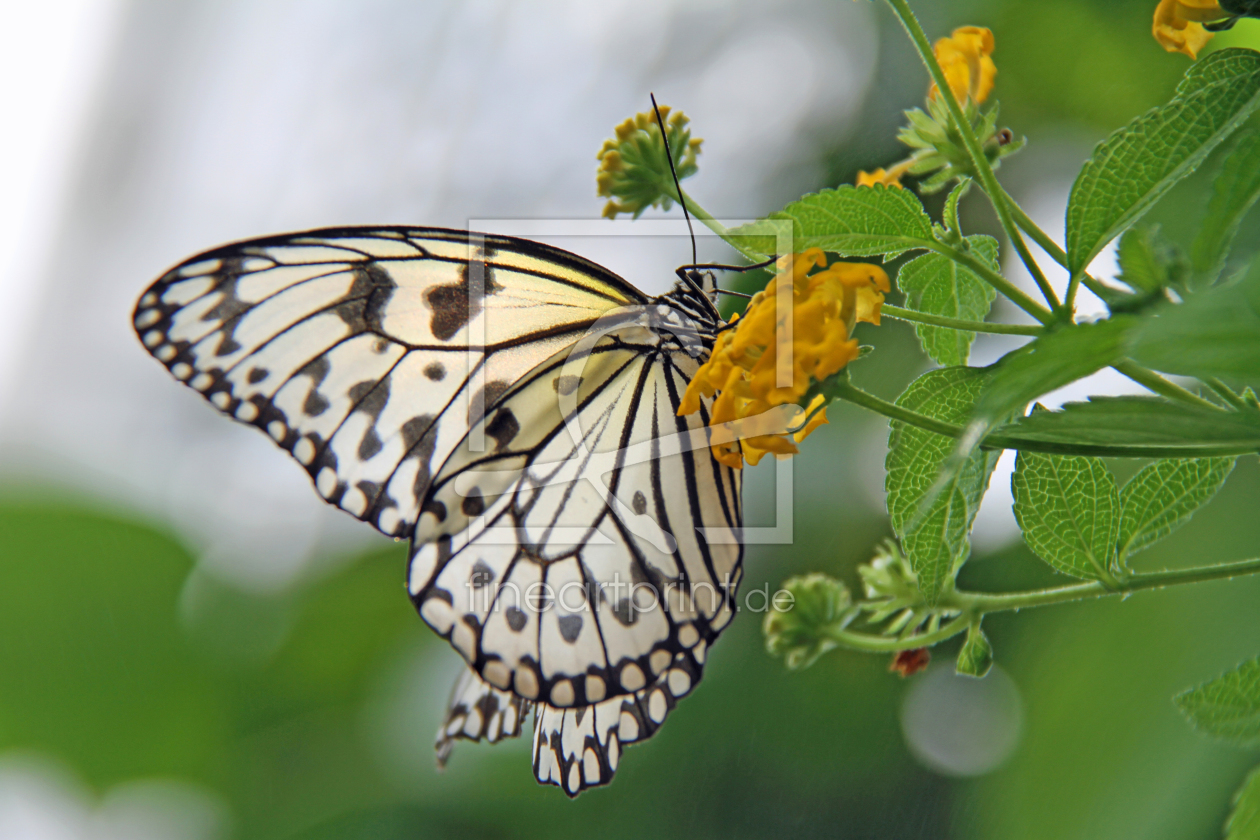 Bild-Nr.: 9709958 Schmetterling erstellt von Gerhard Albicker
