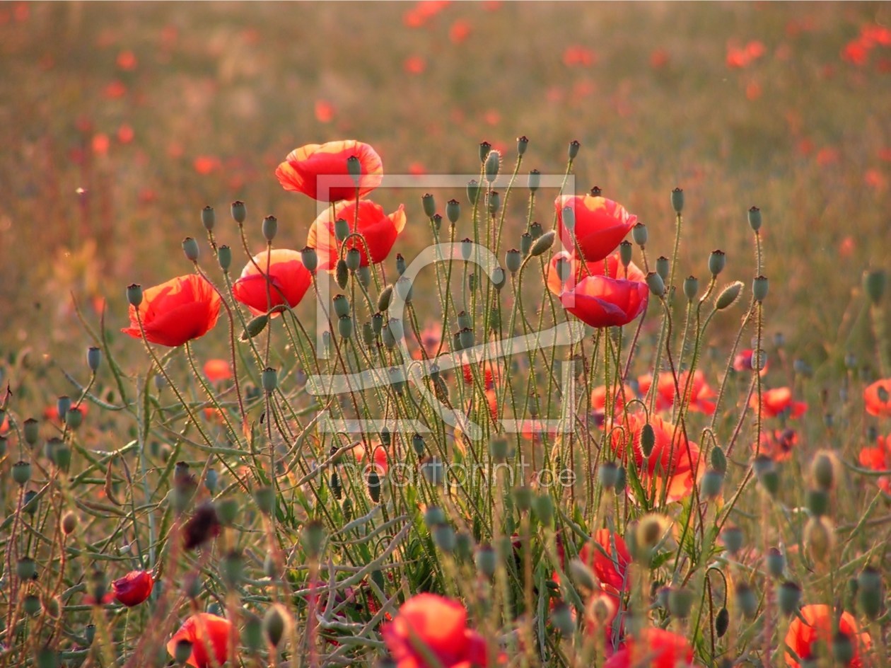 Bild-Nr.: 9711204 Mohnblumen im Abendlicht erstellt von Renate Knapp