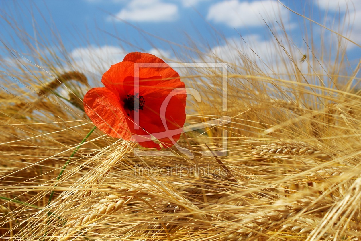 Bild-Nr.: 9715542 Mohnblume im Kornfeld erstellt von ninami