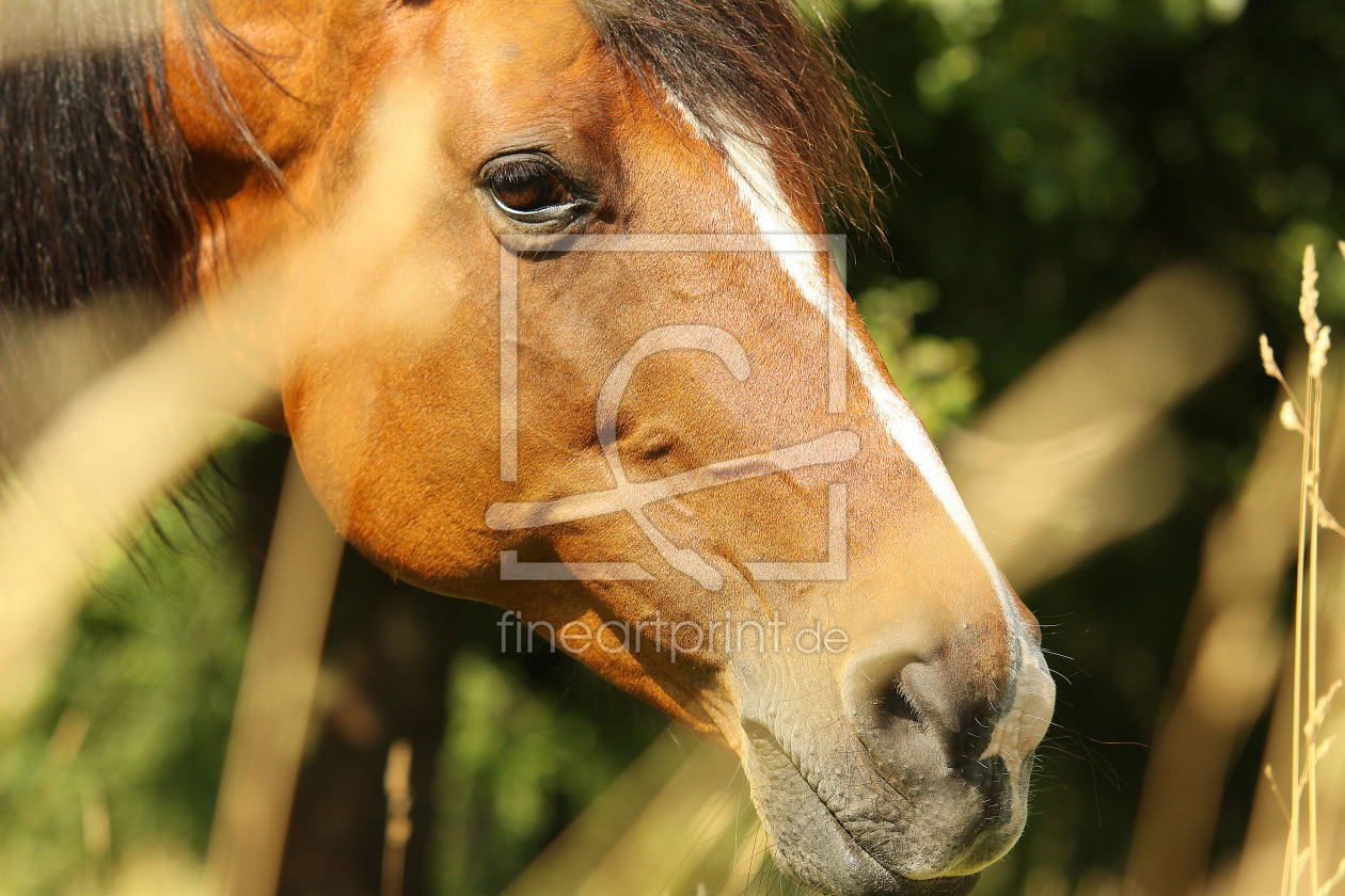 Bild-Nr.: 9716174 Pferdeportrait Natur erstellt von andy2902