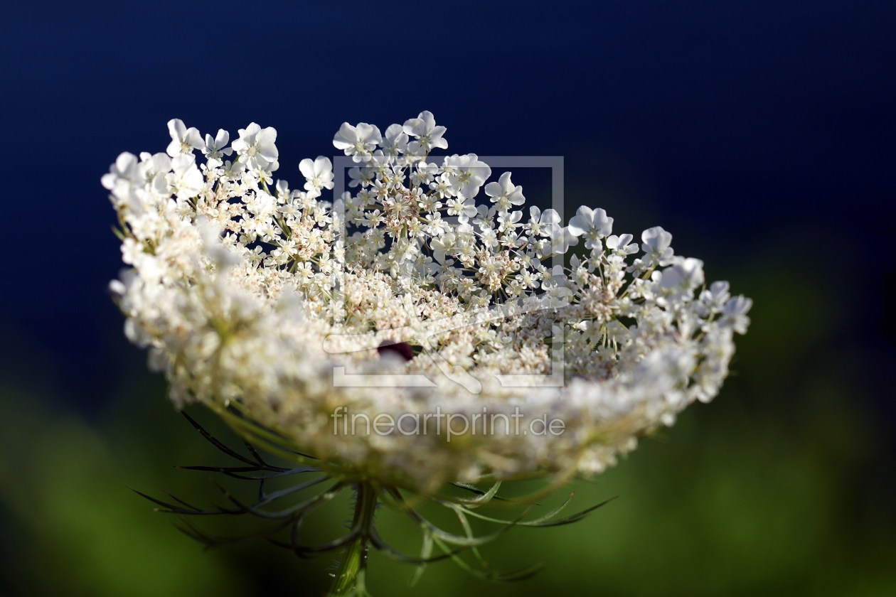 Bild-Nr.: 9716332 Romantische Wilde erstellt von Renate Knapp