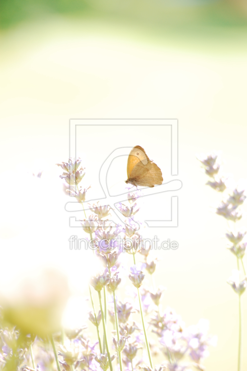 Bild-Nr.: 9720308 the butterfly erstellt von asdustdances