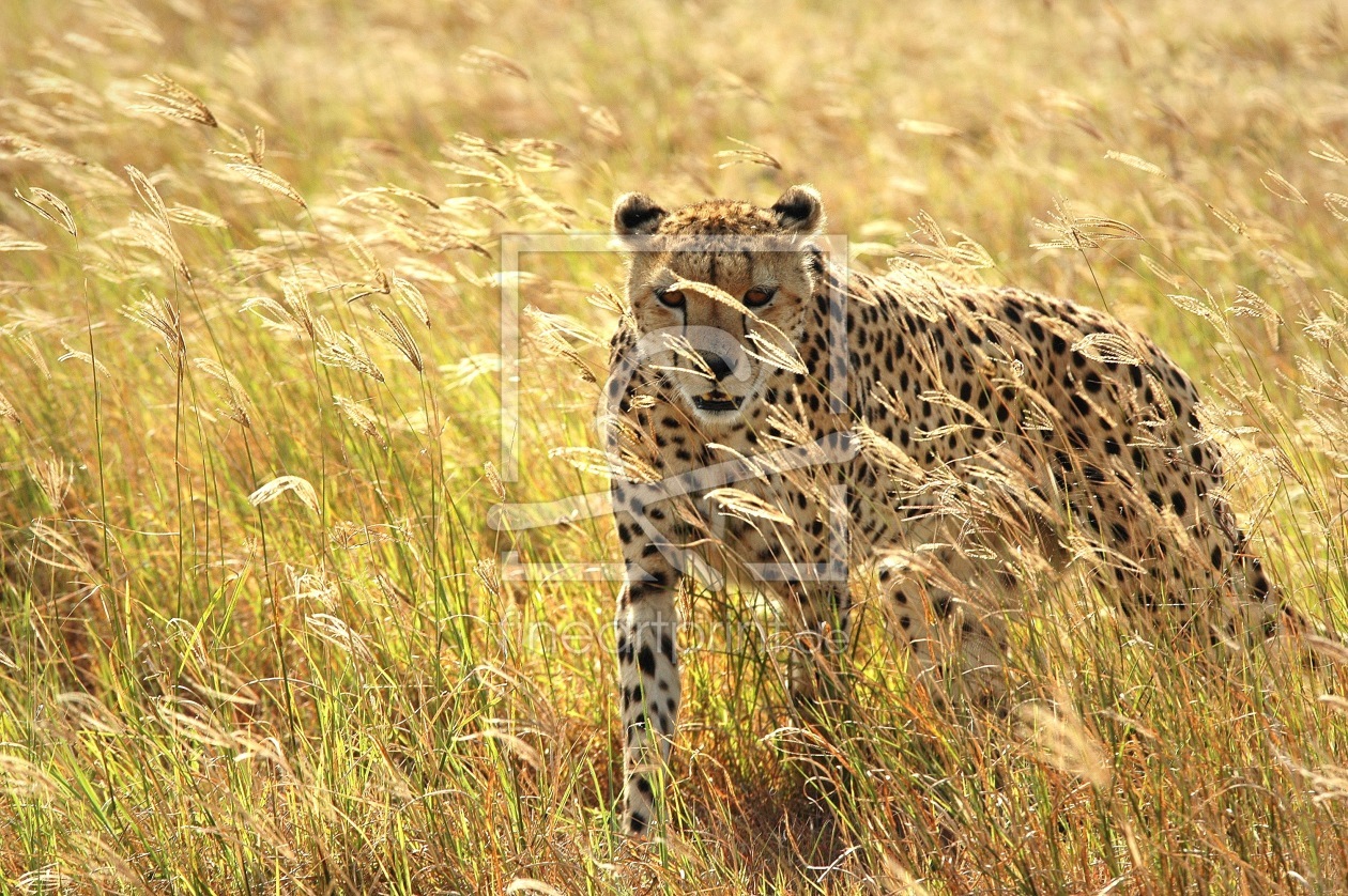 Bild-Nr.: 9721808 Cheetah - Tanzania erstellt von biZal