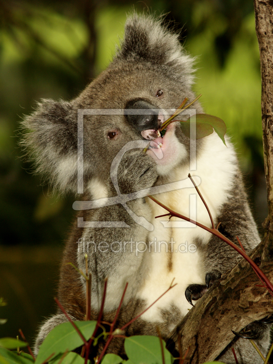 Bild-Nr.: 9722390 Koala isst Eukalyptus erstellt von BastianLinder