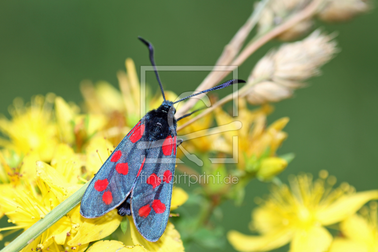 Bild-Nr.: 9722602 Sechsfleck-Widderchen erstellt von Gerhard Albicker