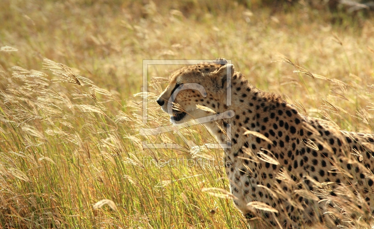 Bild-Nr.: 9722676 Cheetah II Tanzania erstellt von biZal