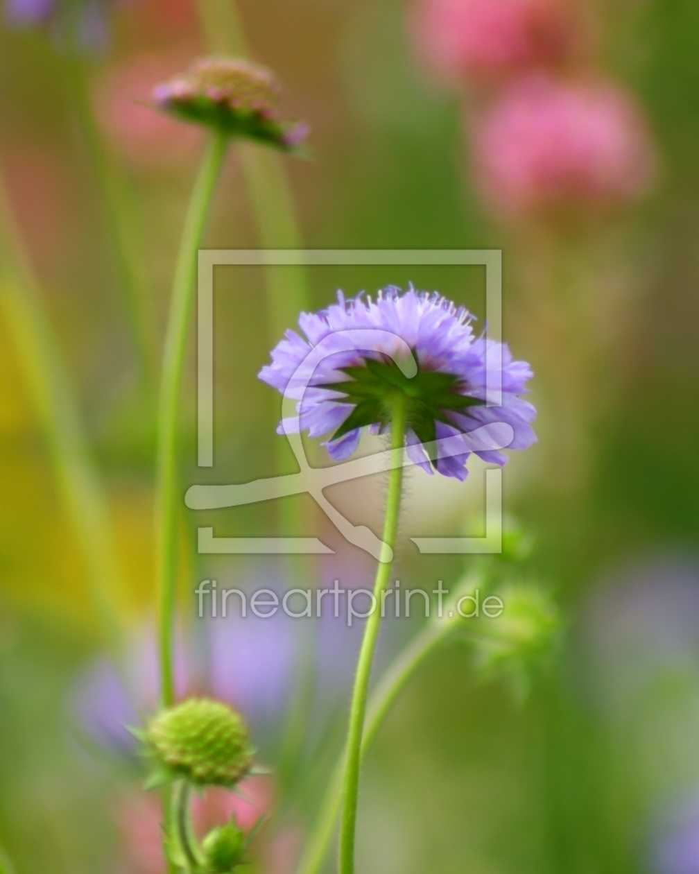 Bild-Nr.: 9723702 Blumenbild erstellt von youhaveadream