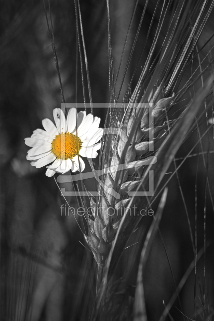 Bild-Nr.: 9724486 Korn und Blume erstellt von Daniela Beyer