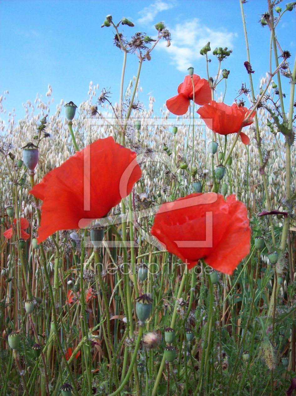 Bild-Nr.: 9724808 Mohn & Hafer erstellt von Marion227