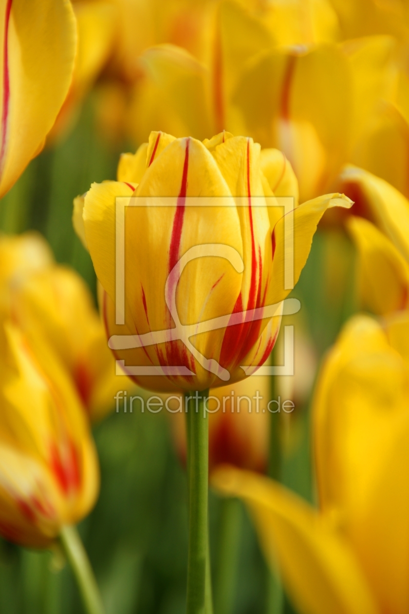 Bild-Nr.: 9727534 Tulpenpracht in Gelb erstellt von Sabine1267