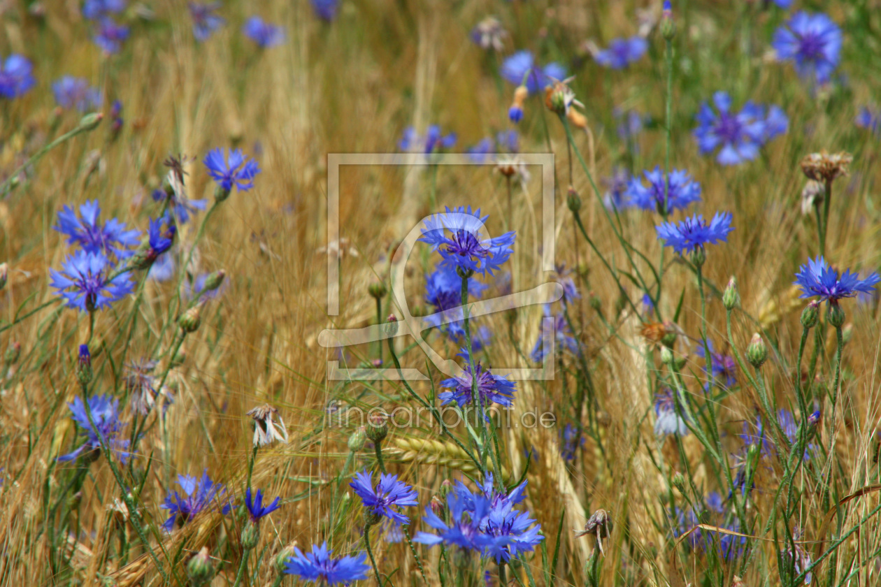 Bild-Nr.: 9729070 Kornblumen erstellt von Stephanie Stephanie Dannecker