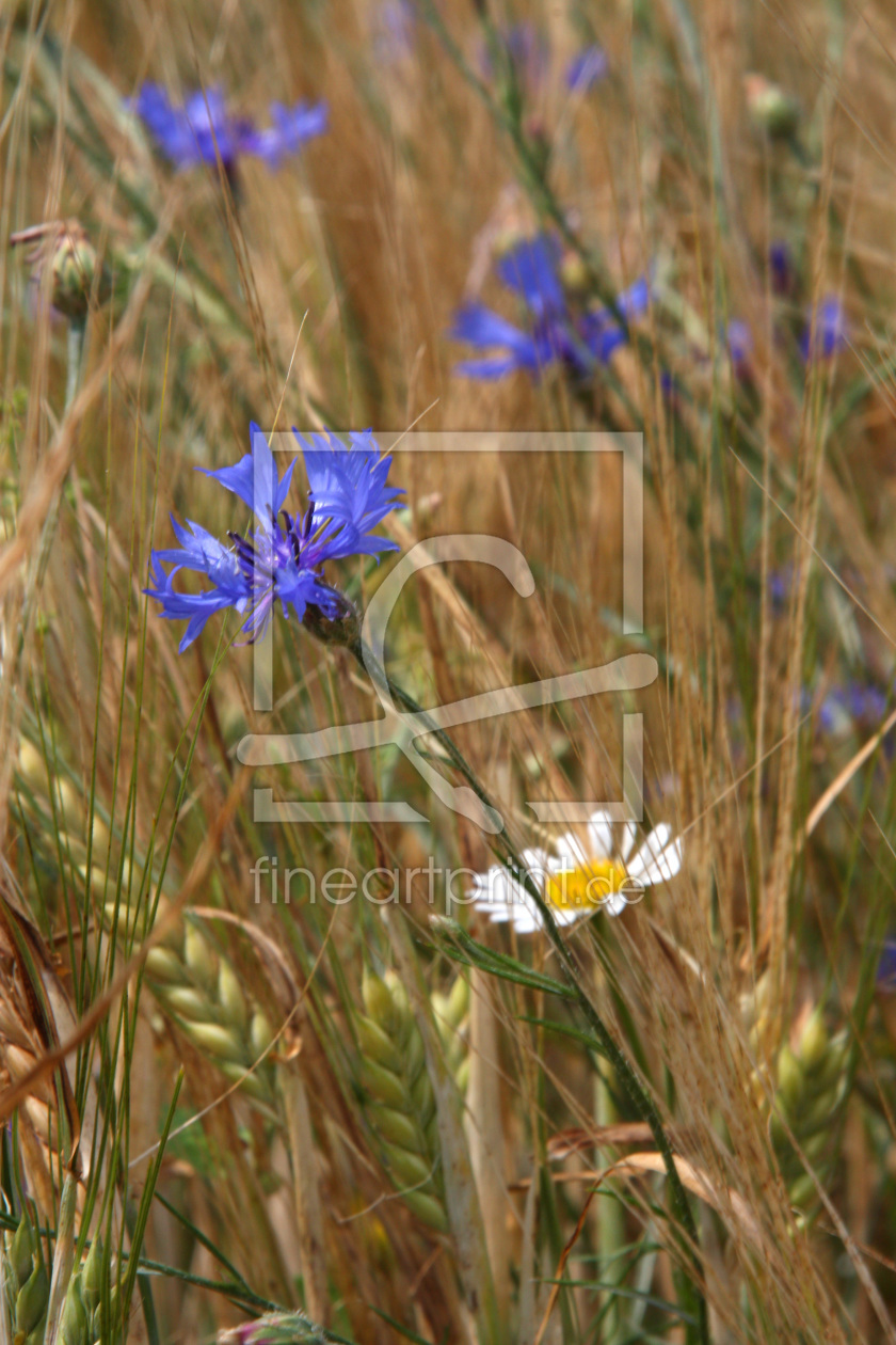 Bild-Nr.: 9729076 Kornblumen erstellt von Stephanie Stephanie Dannecker