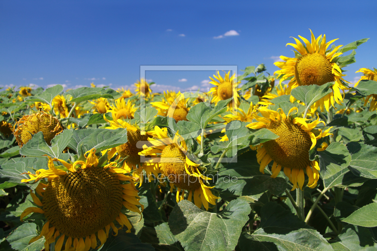 Bild-Nr.: 9729144 Sonnenblumenfeld erstellt von BilderWerkstatt