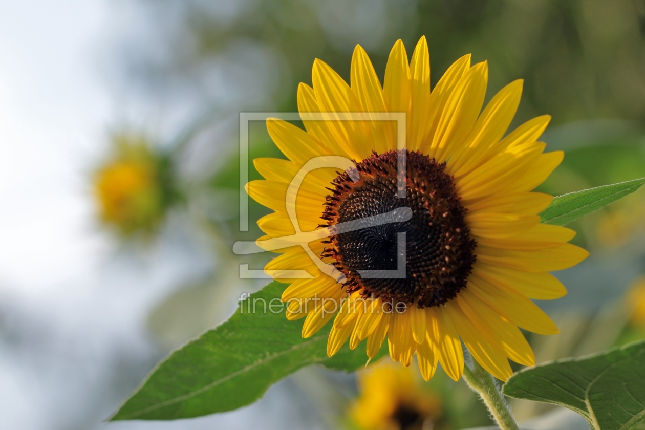 Bild-Nr.: 9730464 Sonnenblume erstellt von Renate Knapp