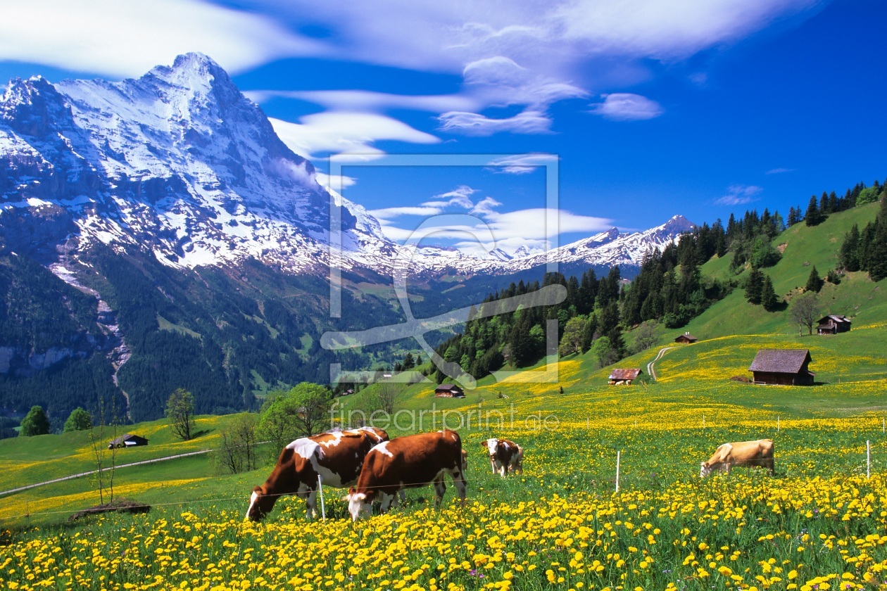 Bild-Nr.: 9730876 Alpiner Frühling erstellt von suteracher