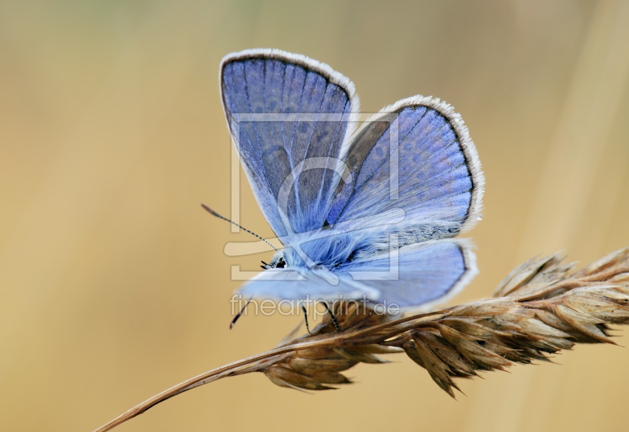 Bild-Nr.: 9731734 Edelstein der Lüfte erstellt von schwanart