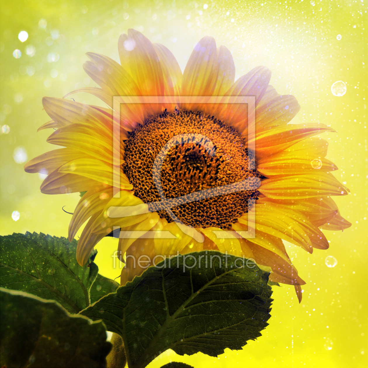 Bild-Nr.: 9731890 Sunflower erstellt von Galerie-Fotoeffekt