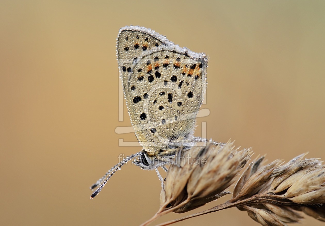 Bild-Nr.: 9731908 Wiesendiamant erstellt von schwanart