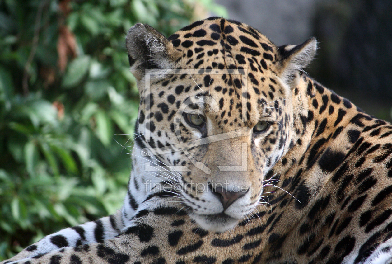 Bild-Nr.: 9732618 Jaguar erstellt von mpenzi