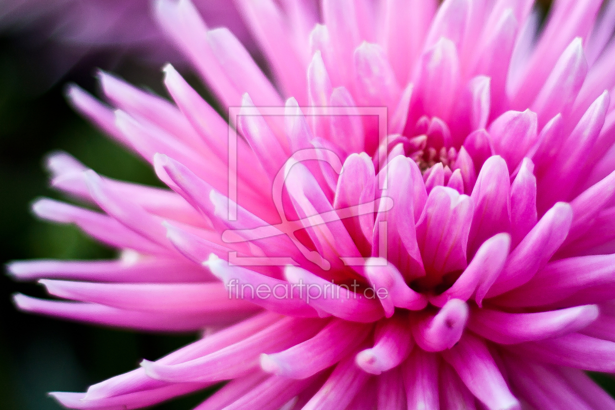 Bild-Nr.: 9732730 pretty in pink erstellt von nkfotos